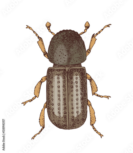 Scolytinae bark beetle hand drawn vector