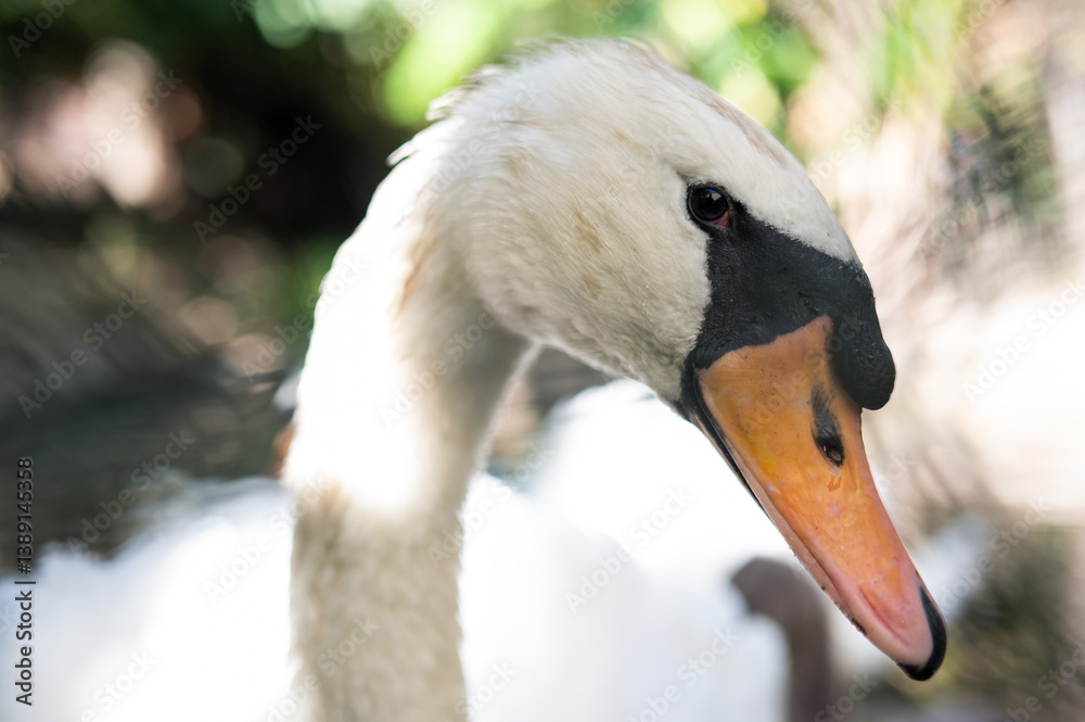 Obraz premium Swan staring at the viewer