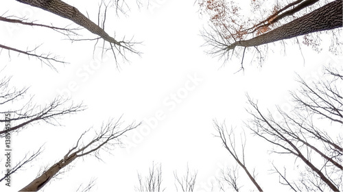 Abstract Isolated Black Sky with Trees Illustration and View From Bottom