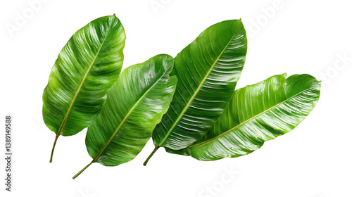 isolated transparent Background. Fresh tropical leaves create vibrant and lively atmosphere, perfect for decor
