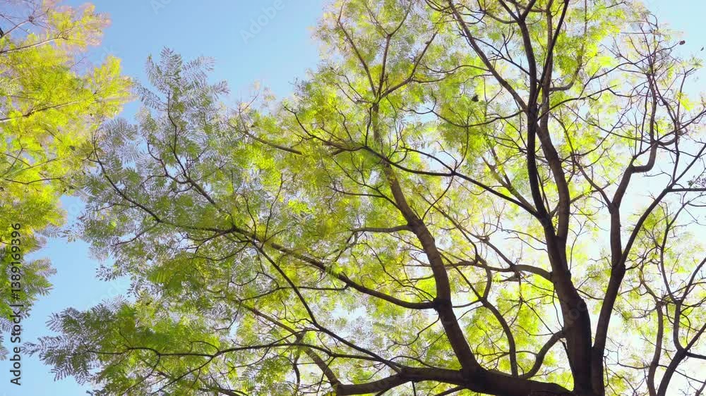 4k Video of Spring Sprouting Trees Beneath a Clear Blue Sky 4k Video of Spring Sprouting Trees Beneath a Clear Blue Sky