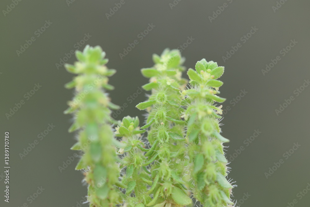 Naklejka premium Valantia hispida (Hairy Valantia) is a species of annual herb in the family Rubiaceae 