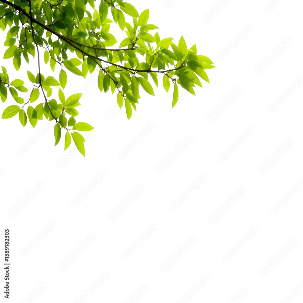 Isolated Green Leaves Illustration on a Black Transparent Background Isolated Green Leaves Illustration on a Black Transparent Background