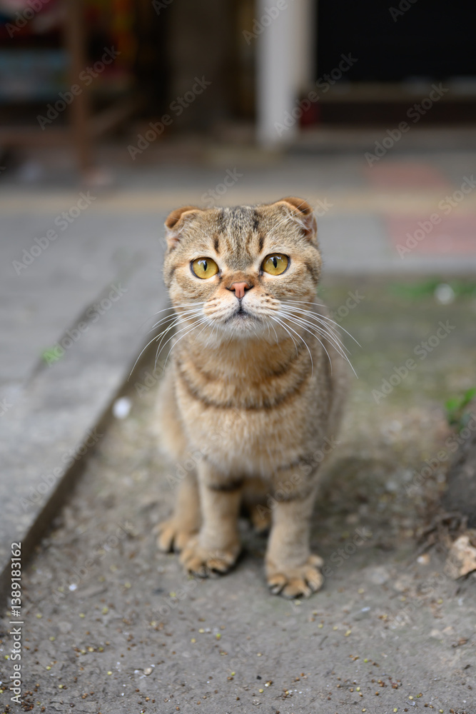 Obraz premium Cat sitting on the ground looking at the camera