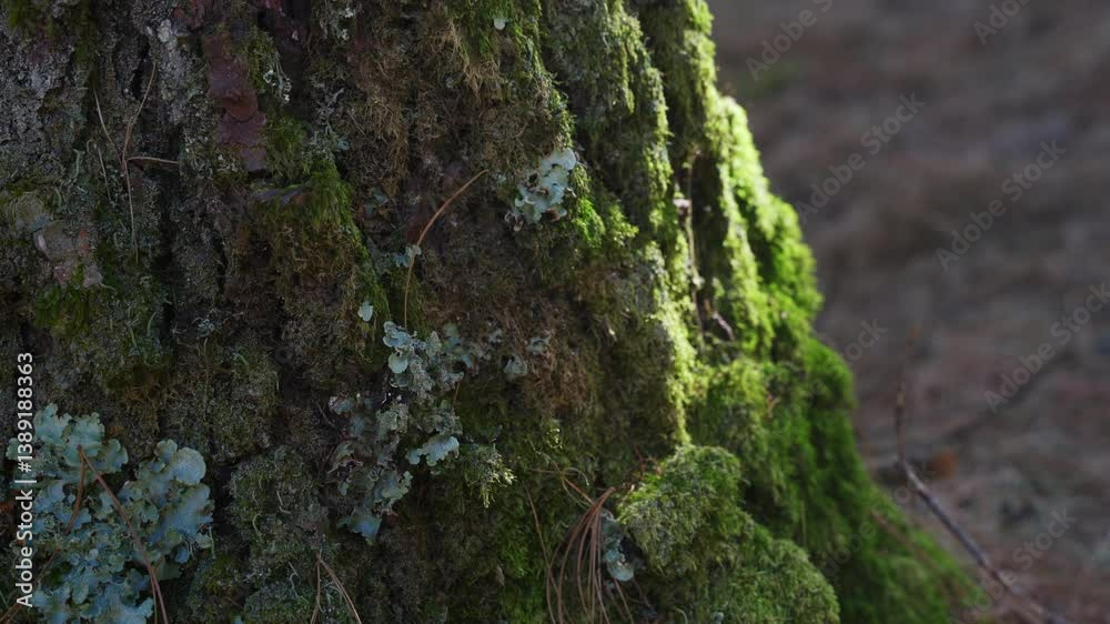 4k Video of Mossy Light Illuminating a Forest Trunk in Serene Nature 4k Video of Mossy Light Illuminating a Forest Trunk in Serene Nature