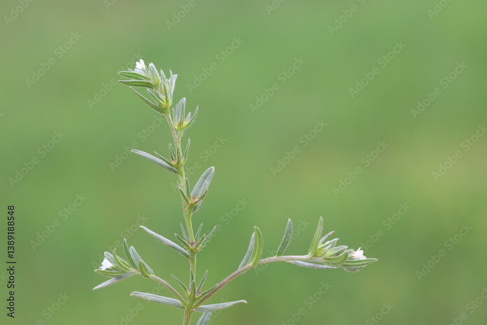 buglossoides arvensis (field gromwell) wild flower in spring buglossoides arvensis (field gromwell) wild flower in spring