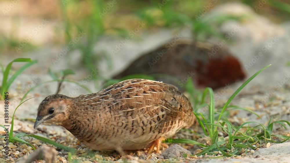 Blue-breasted Quail (Synoicus chinensis ) bird watching in the forest.