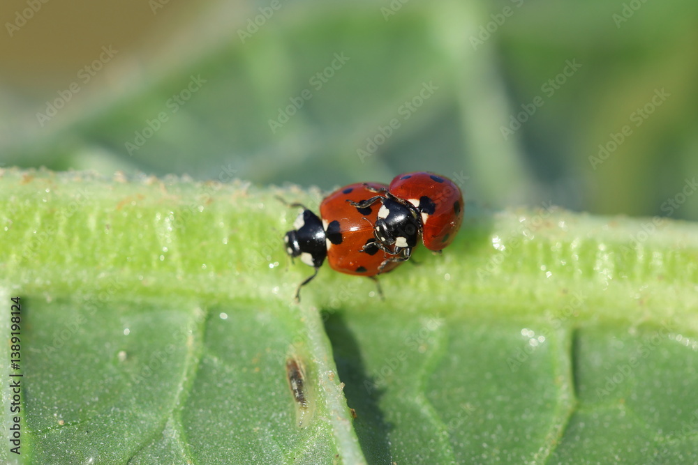 copulating seven spotted ladybugs in spring
copulating seven spotted ladybugs in spring