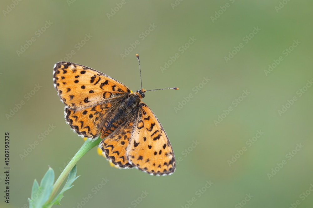 upper wings of Lesser Spotted Fritillary (Melitaea trivia) butterfly upper wings of Lesser Spotted Fritillary (Melitaea trivia) butterfly