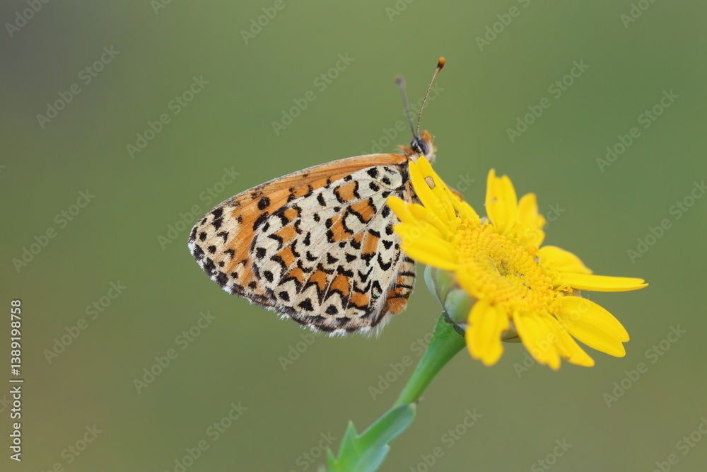 Obraz premium Lesser Spotted Fritillary (Melitaea trivia) butterfly on a flower