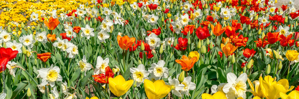Banner with blooming spring flowers. Springtime and environment 