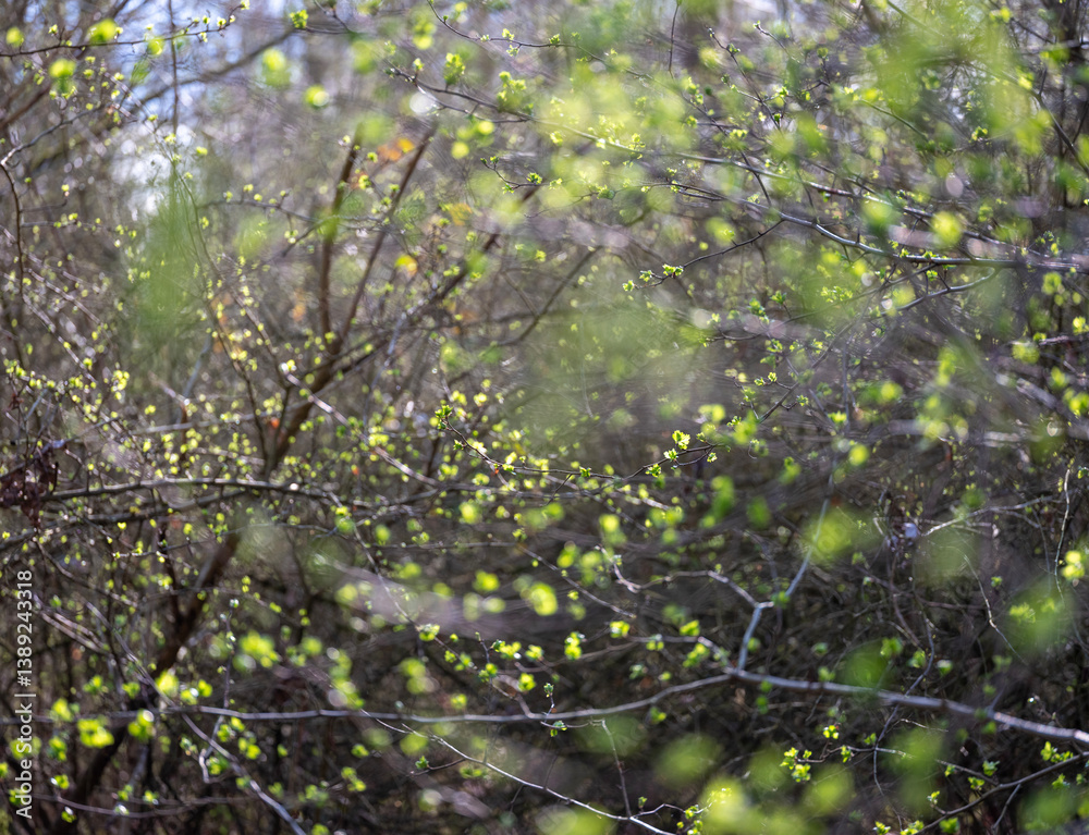 first spring leaves in dutch forest first spring leaves in dutch forest
