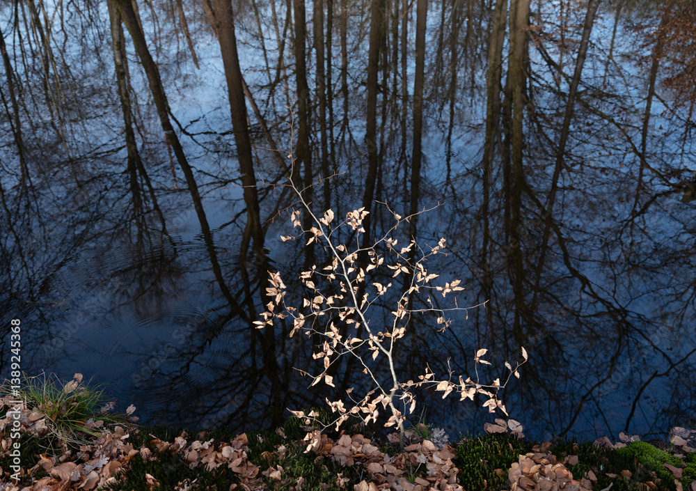 small beech tree in contrast with dark blue water of ditch in forest