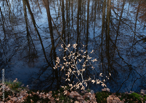 Obraz na płótnie small beech tree in contrast with dark blue water of ditch in forest w salonie