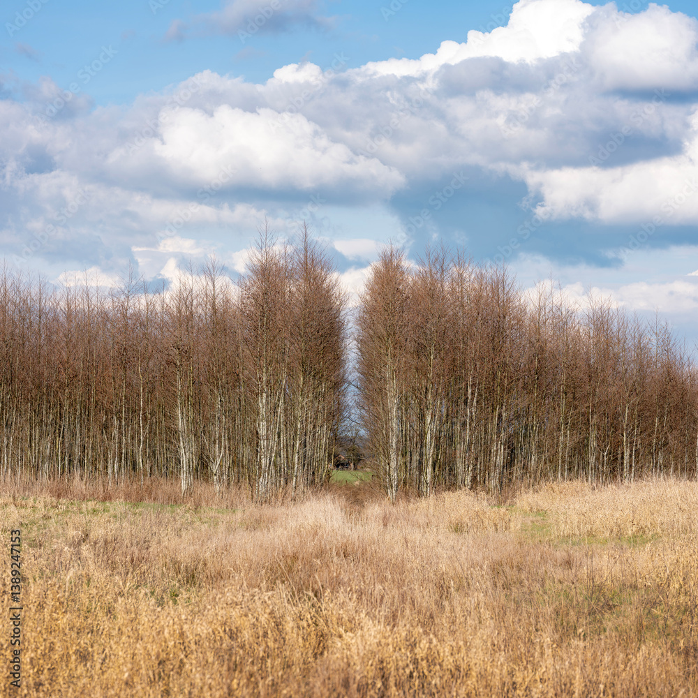 alder forest near utrecht in the netherlands early spring