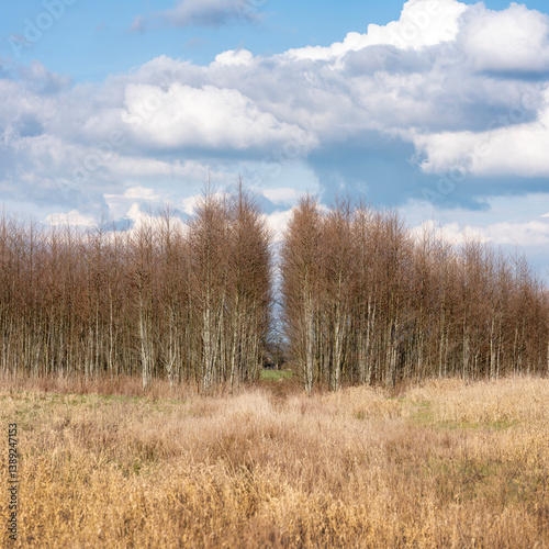 Obraz na płótnie alder forest near utrecht in the netherlands early spring w salonie