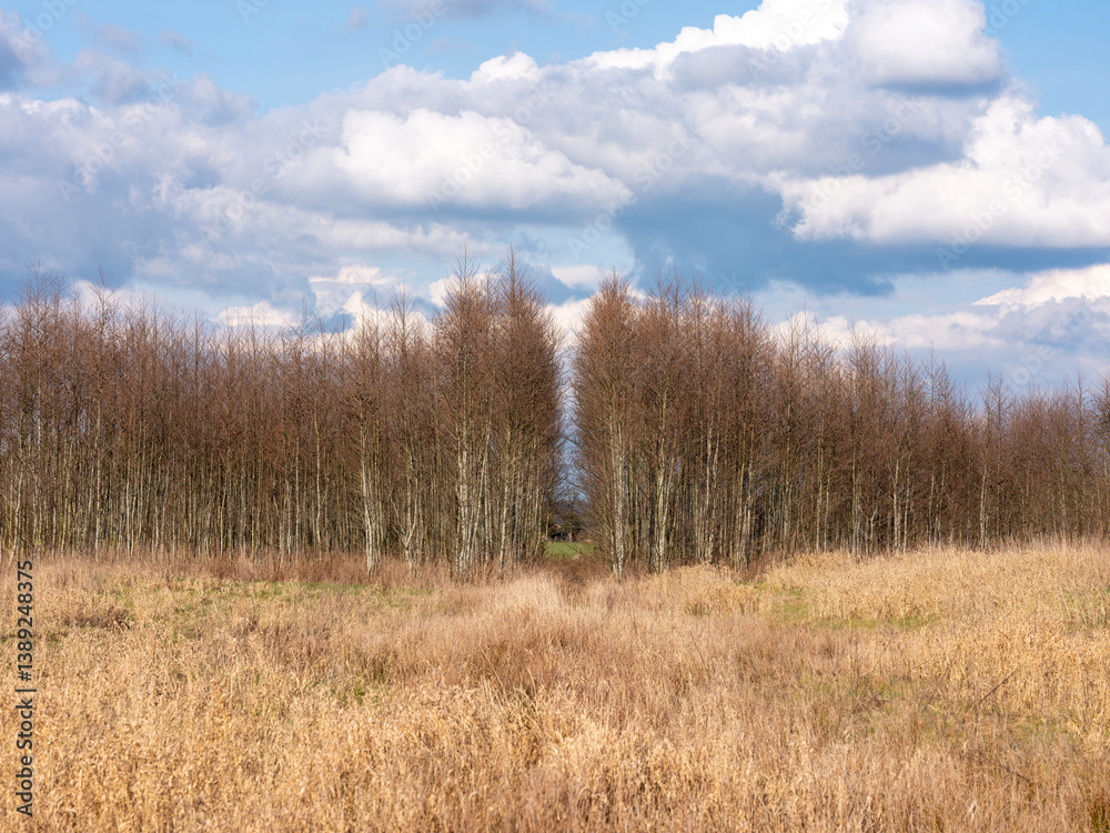 alder forest near utrecht in the netherlands early spring