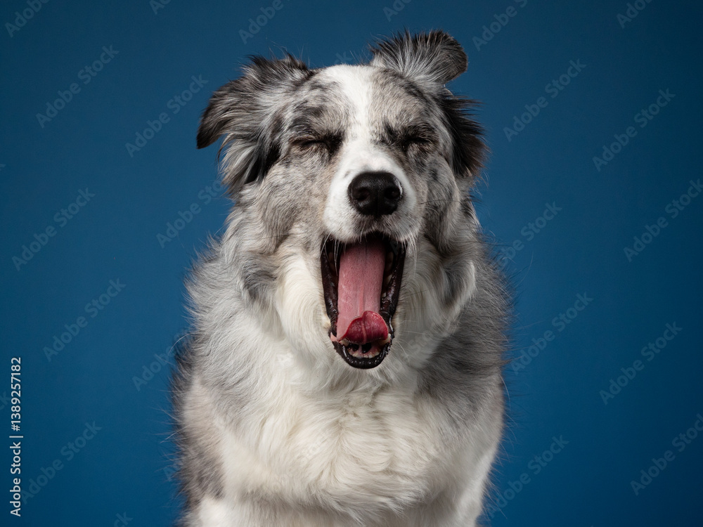 Fototapeta premium Blue Merle Border Collie Yawning
