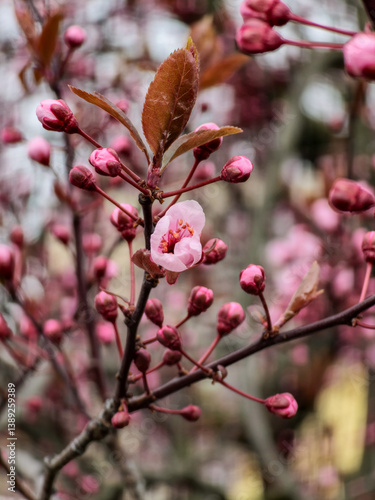 Close-up of blooming pink flowers on a tree branch.