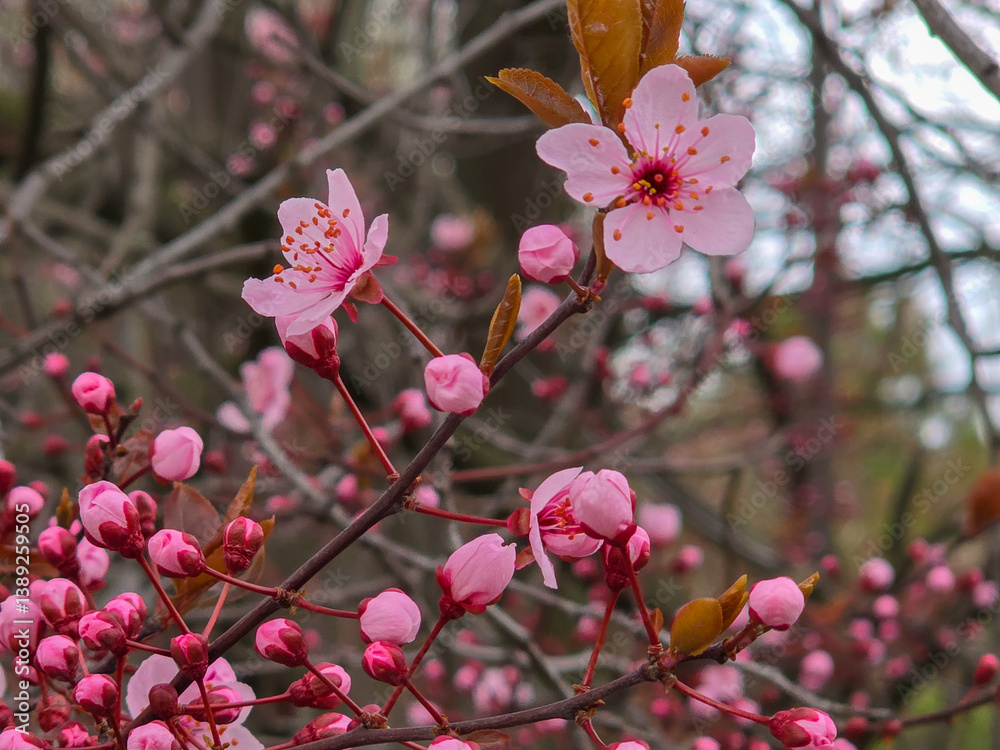 Close-up of blooming pink flowers on a tree branch. Close-up of blooming pink flowers on a tree branch.