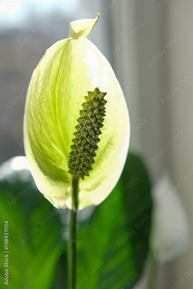 Peace Lily or Spathiphyllum flower is an elegant houseplant. Low-maintenance and easy care. Symbol of tranquility, calm, and renewal. Shallow depth of field. Close up. Peace Lily or Spathiphyllum flower is an elegant houseplant. Low-maintenance and easy care. Symbol of tranquility, calm, and renewal. Shallow depth of field. Close up.