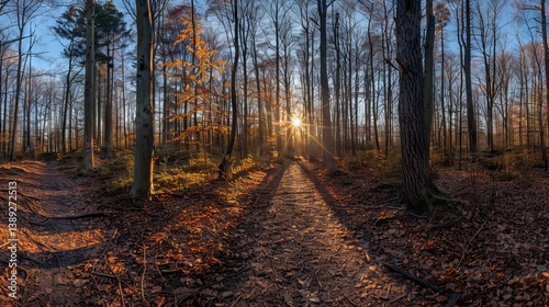 Obraz na płótnie Stunning panoramic view of a forest landscape with sun rays shining through the trees, creating a peaceful and serene atmosphere w salonie