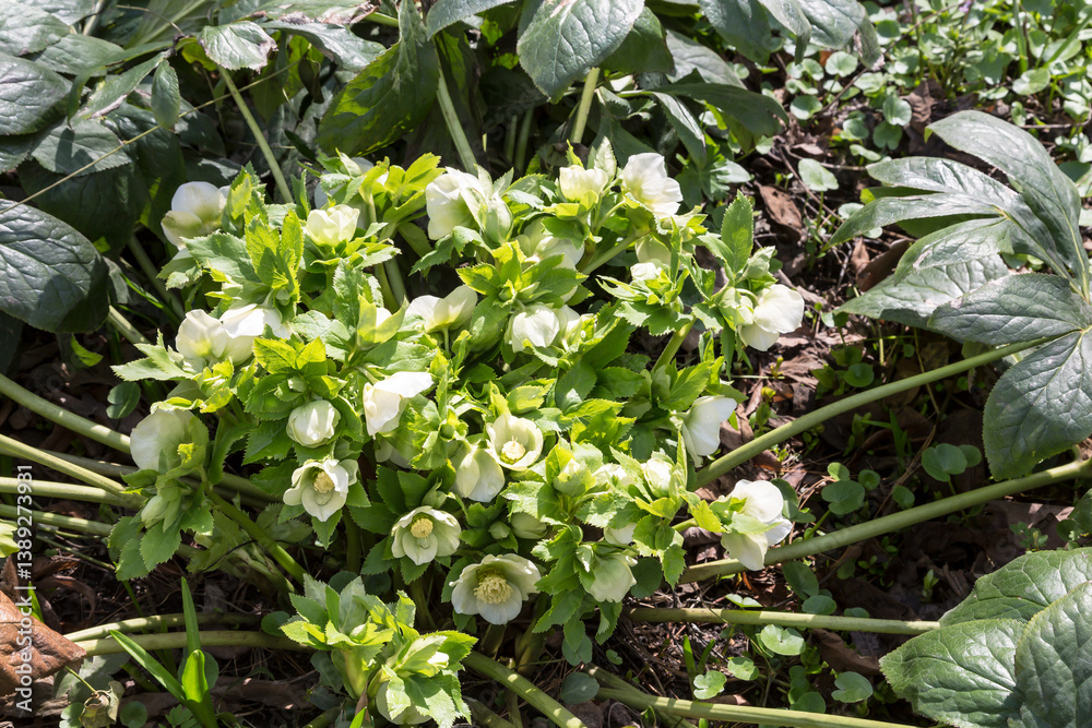 Blooming eastern hellebore in spring in a clearing