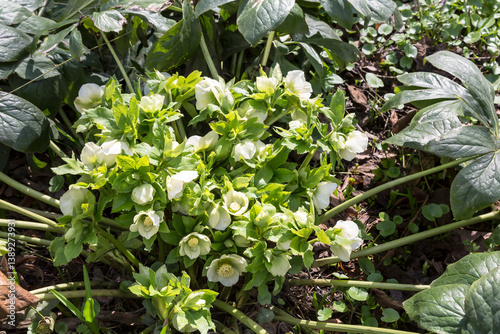 Obraz na płótnie Blooming eastern hellebore in spring in a clearing w salonie