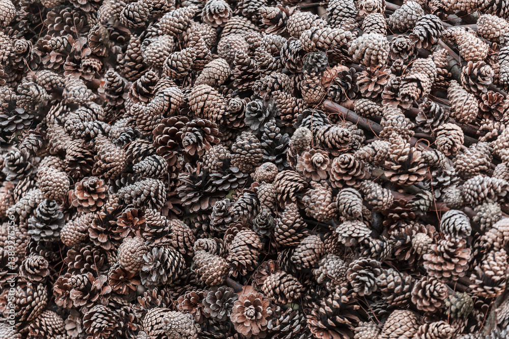 There are many pine cones on the ground, close up