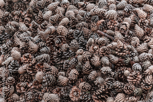 Obraz na płótnie There are many pine cones on the ground, close up w salonie