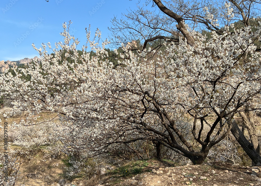 A Beautiful Scene of Blossoming Trees and Flowers Against a Majestic Mountain Backdrop A Beautiful Scene of Blossoming Trees and Flowers Against a Majestic Mountain Backdrop