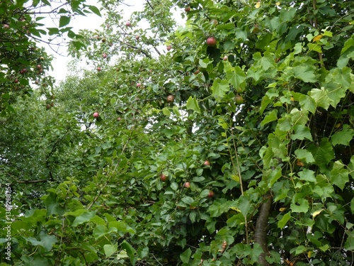 Apple trees laden with red fruit and intertwined with lush green vines in a Ukrainian orchard.