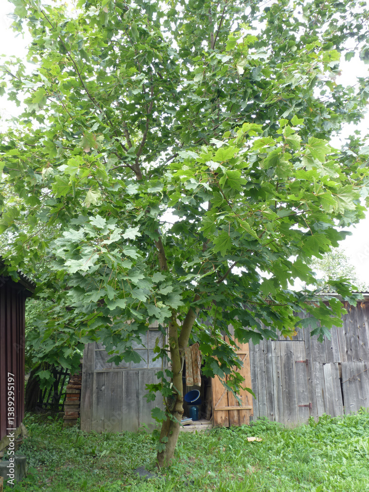 A young tulip tree with distinctive lobed leaves stands in a backyard near wooden structures. A young tulip tree with distinctive lobed leaves stands in a backyard near wooden structures.
