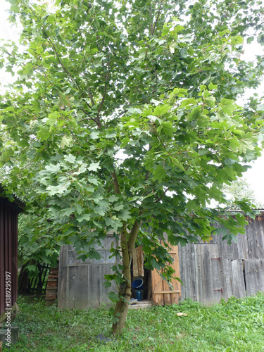 A young tulip tree with distinctive lobed leaves stands in a backyard near wooden structures.