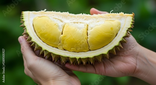 Golden Durian Flesh Revealed in Gentle Hands Against Lush Green