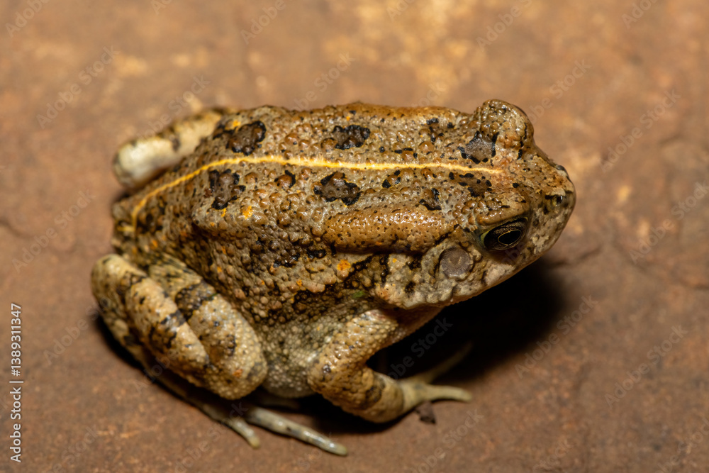 Fototapeta premium A beautiful guttural toad (Sclerophrys gutturalis), also known as a African common toad, in the wild in KwaZulu-Natal, South Africa