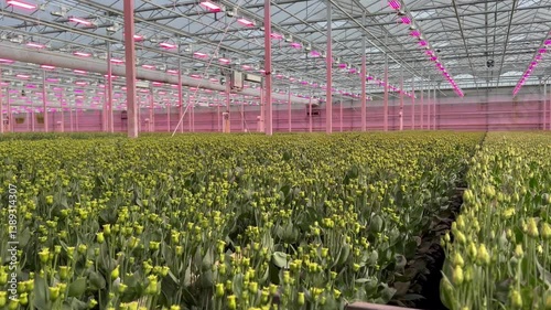 Wideangle shot of yellow flower buds in high-tech greenhouse illuminated by pink LED lights
