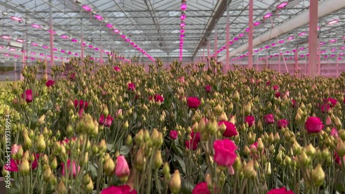 Rows of blooming pink roses in climate-controlled greenhouse with LED lighting
