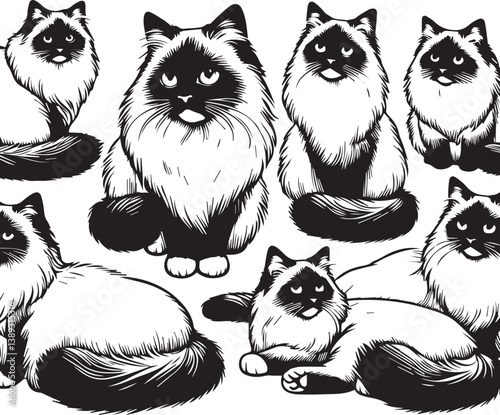 Black and White Ragdoll Cat Vector