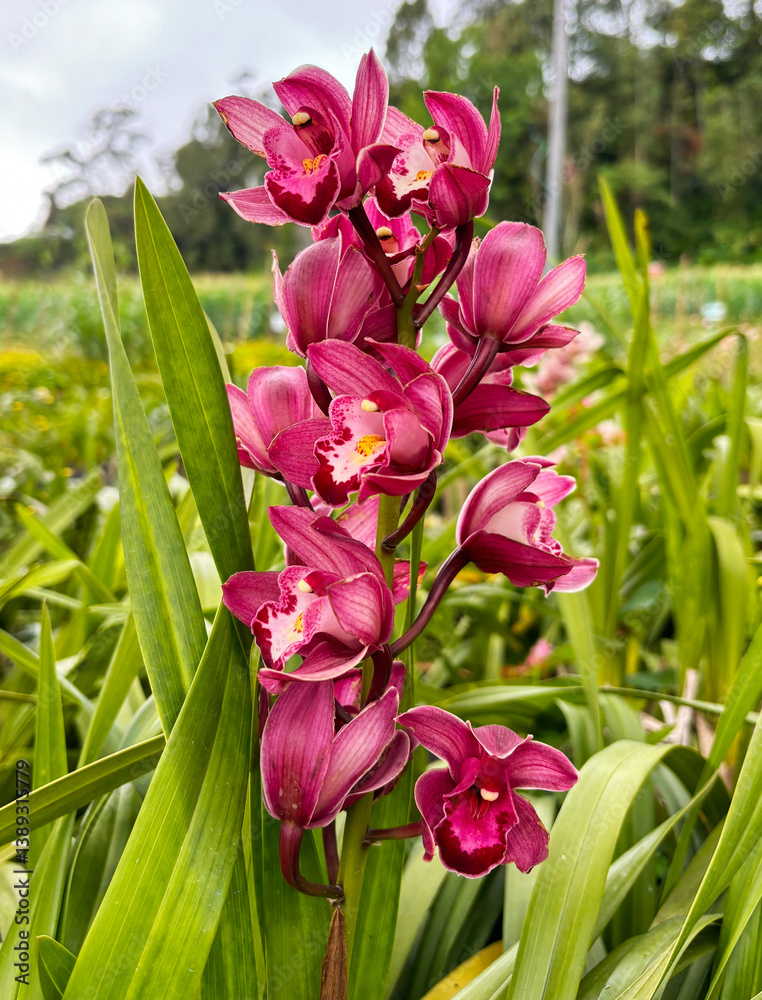Naklejka premium ピンク色ランの花（蘭の花）