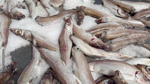 Fresh smelt fish displayed in bulk on crushed ice in fishery stall market
