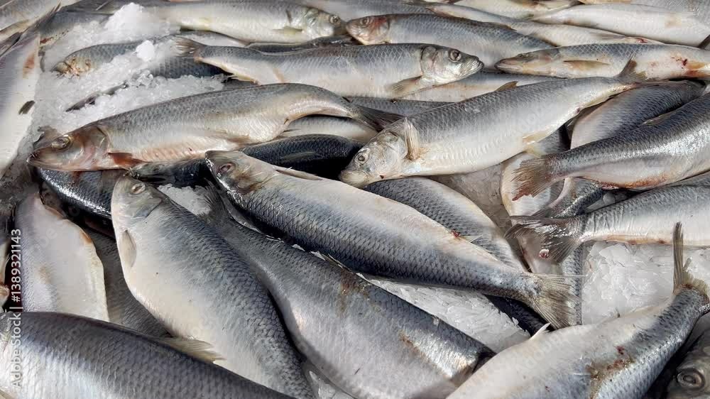 Atlantic herring fish with shimmering skin packed on ice at seafood market
Atlantic herring fish with shimmering skin packed on ice at seafood market