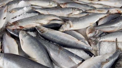 Atlantic herring fish with shimmering skin packed on ice at seafood market
