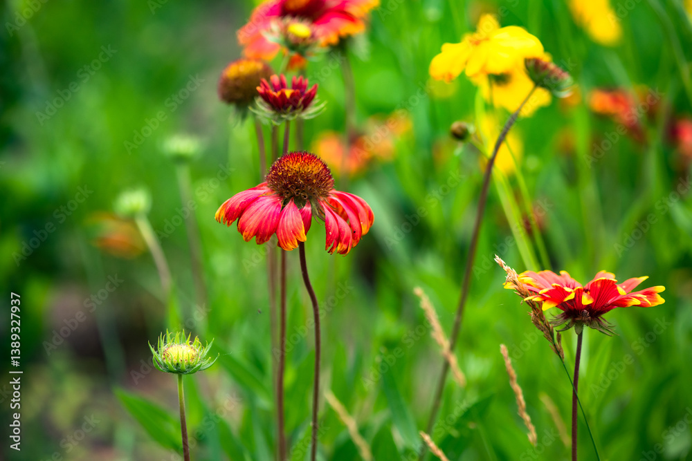 Summer blooming pine chrysanthemums, close-up of nature, plants, and flowers