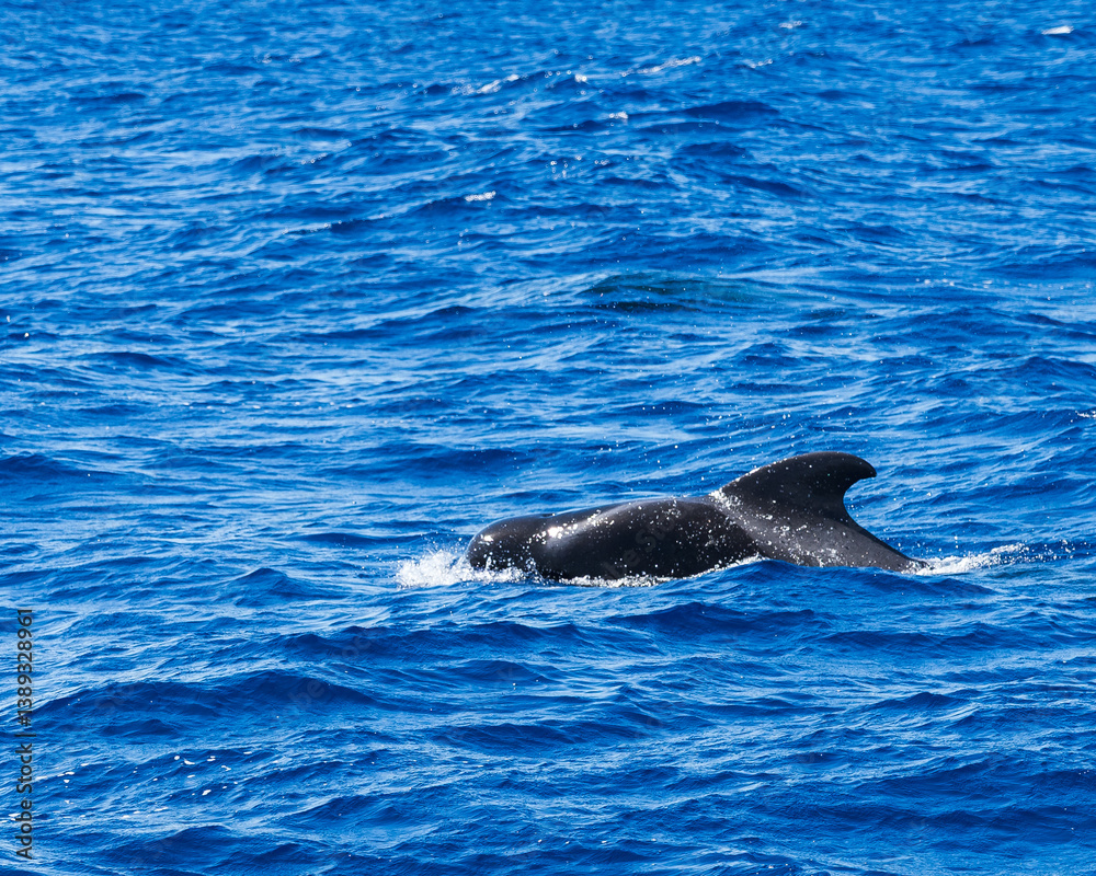 Naklejka premium Exciting Whale Watching Experience in Madeira