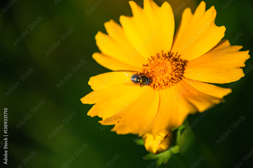The yellow chrysanthemums that bloom in summer. Natural, plant, and floral backgrounds. The yellow chrysanthemums that bloom in summer. Natural, plant, and floral backgrounds.