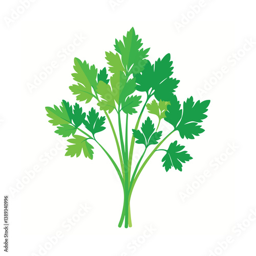 Coriander tied in a bunch vector art illustration