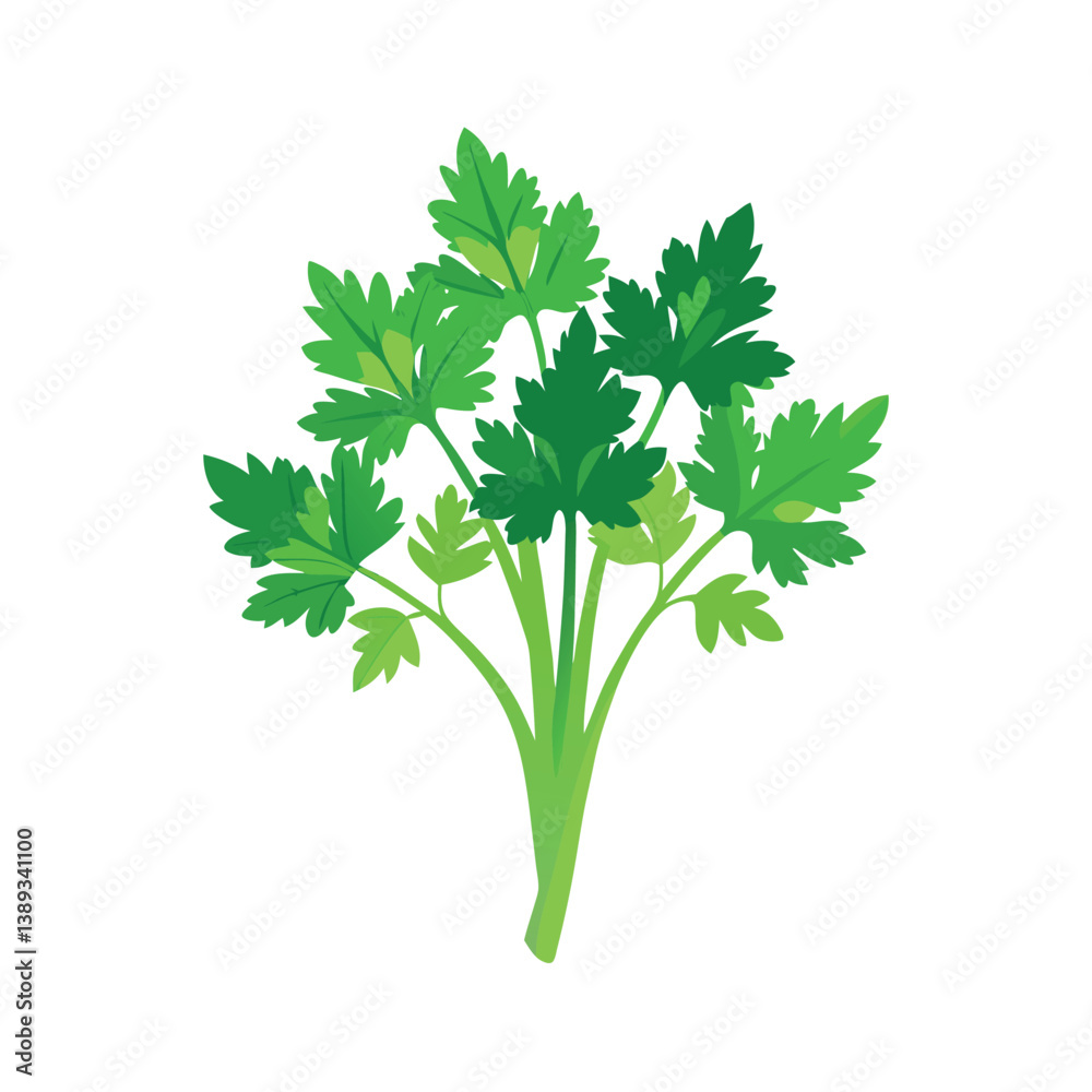 Naklejka premium Coriander tied in a bunch vector art illustration