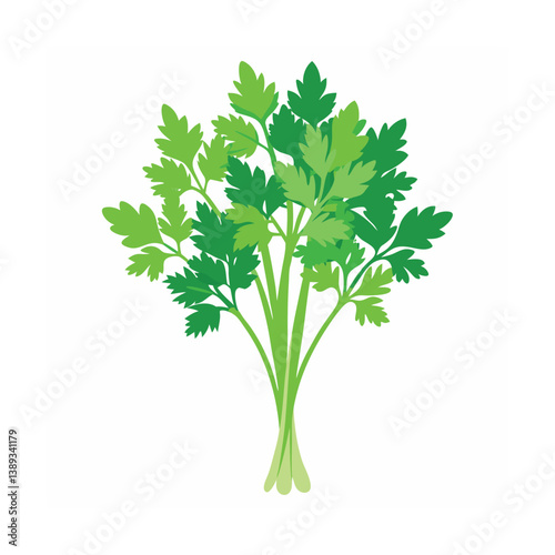 Coriander tied in a bunch vector art illustration
