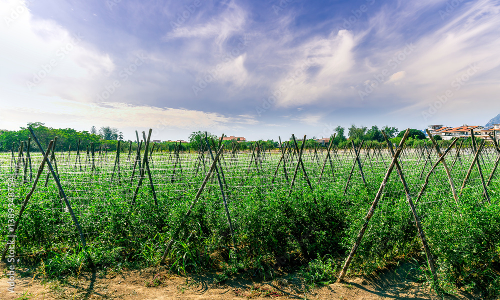 beautiful view in a green farm field with rows of rural plants and vegetables with amazing sunset or sunrise on background of agricultural landscape